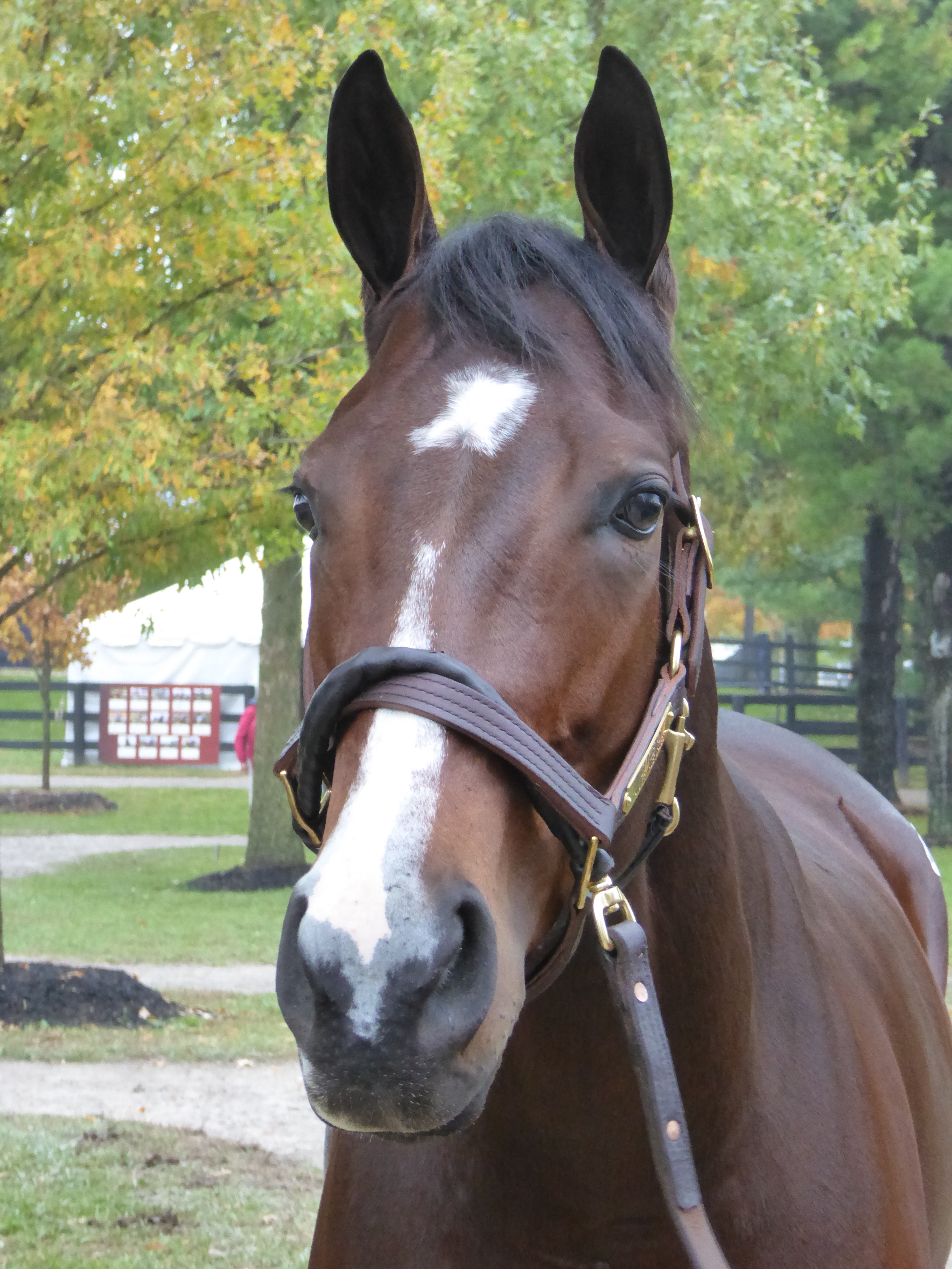 FTNov Champion Songbird goes to Mandy Pope for 9.5 million DRF Live
